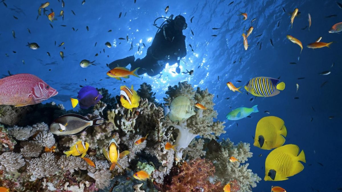Tiran-Diving-Excursion-from-Sharm-El-Sheikh-e1669408019886