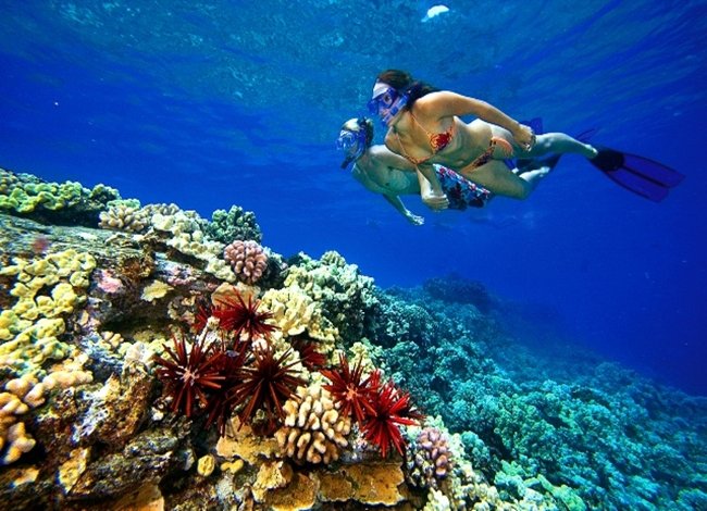 snorkel-trip-tiran-sharm (10)